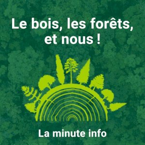 Le bois, les forêts, et nous ! La minute info 